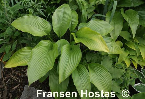 Hosta Big Bang